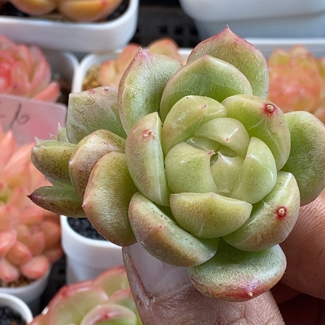 天官赐福百无禁忌