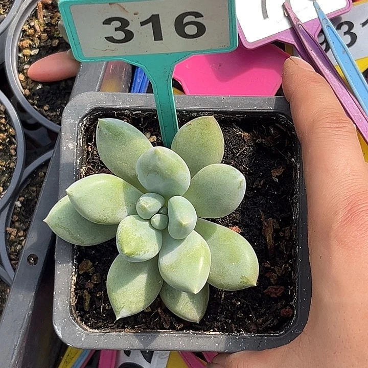 多肉植物胖体哥特316