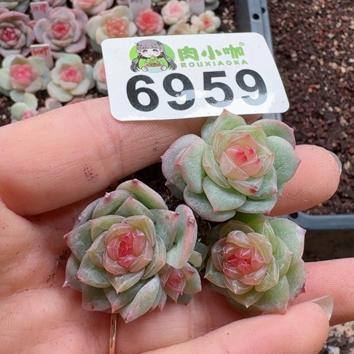 多肉植物多肉植物