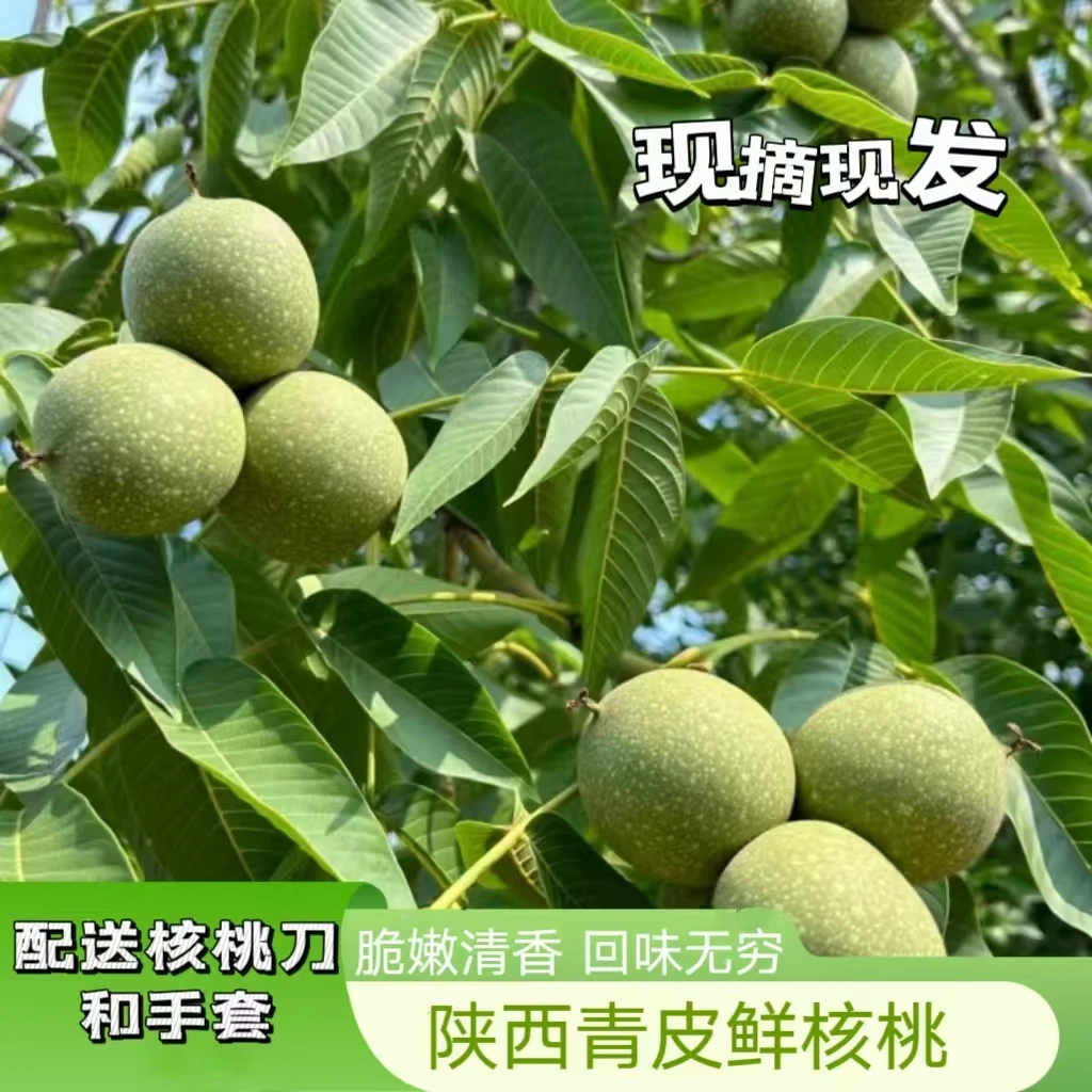 【带青皮】2025陕西新鲜带青皮核桃现摘现发鲜香脆嫩爽口