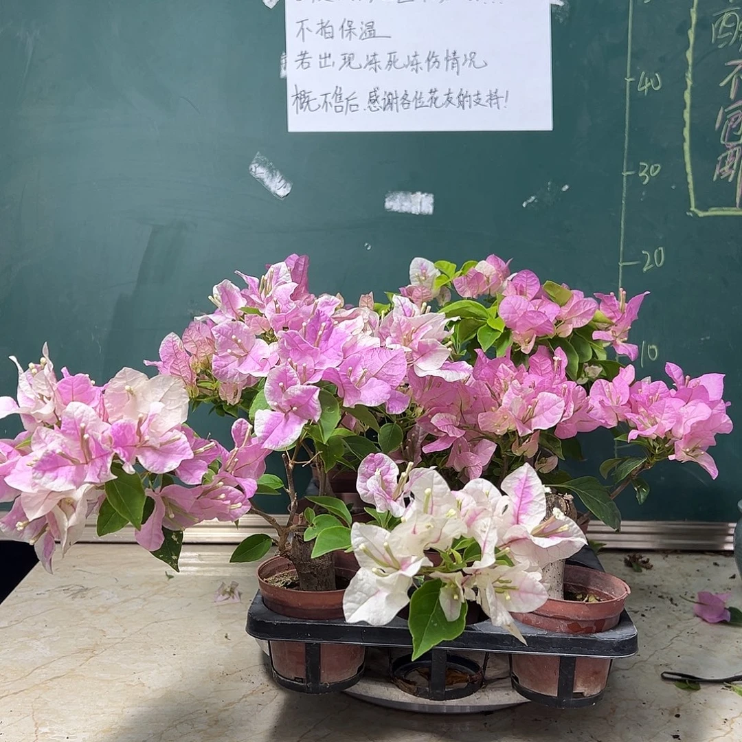 完全开放广红樱掌中宝