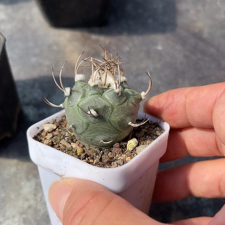 无花朵实生豪刺娇丽