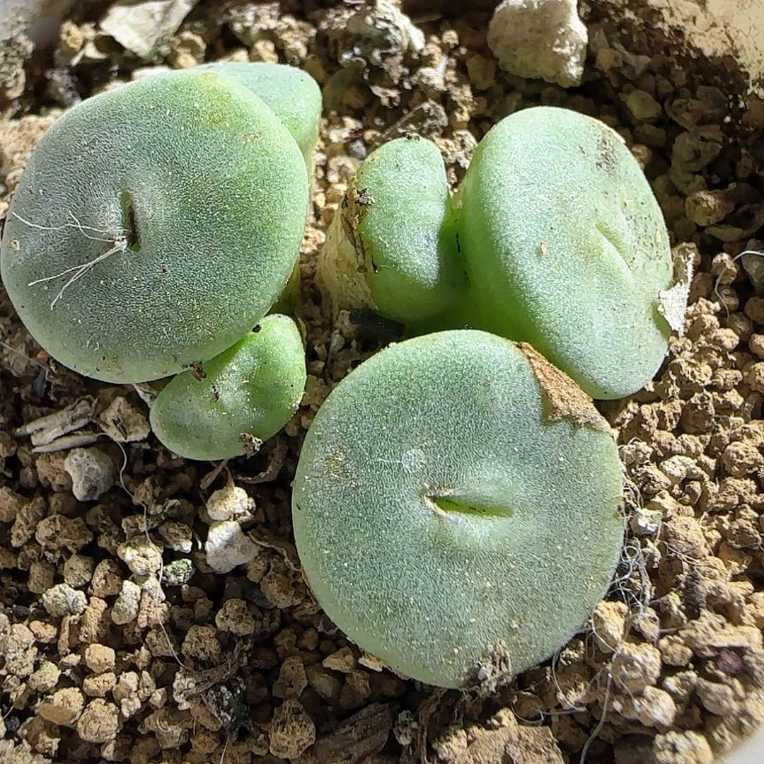 毛纽扣。        53865