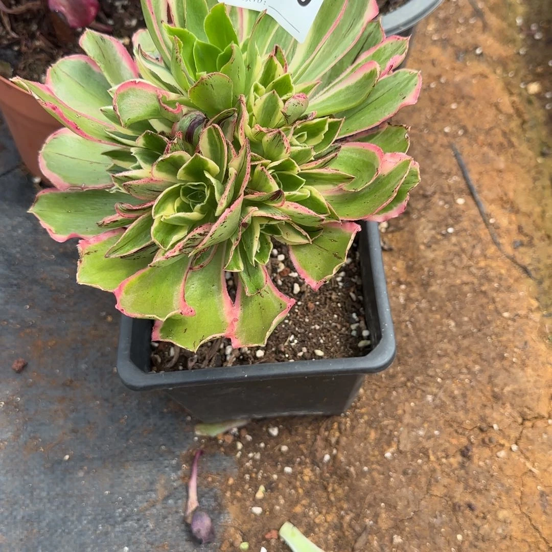 小****精品多肉植物0360