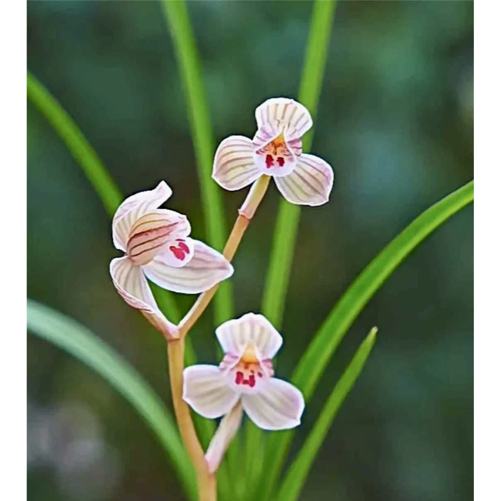 【紫熙荷】莲瓣兰名品 国兰2苗 花开浓香 好养易活 对版人工种植