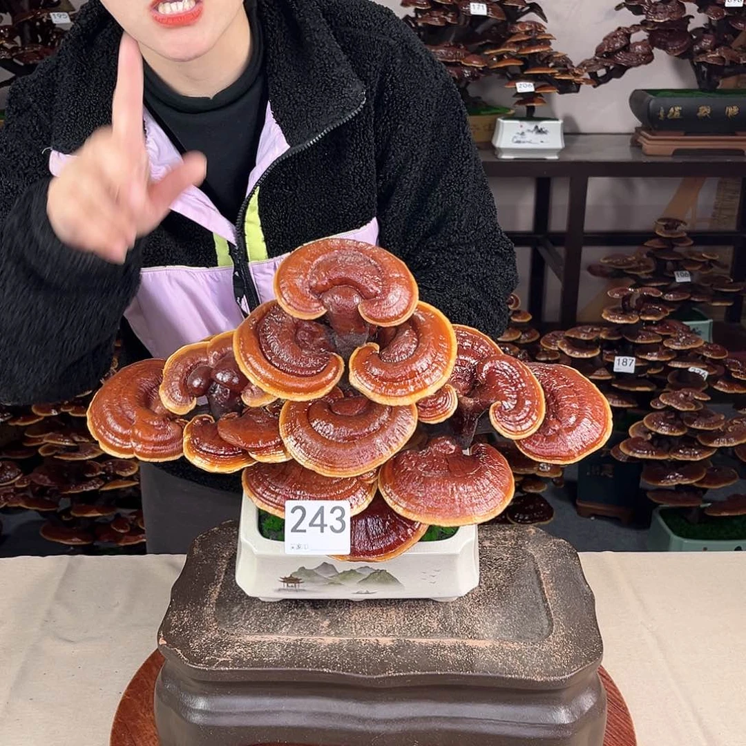 万事如意888888243