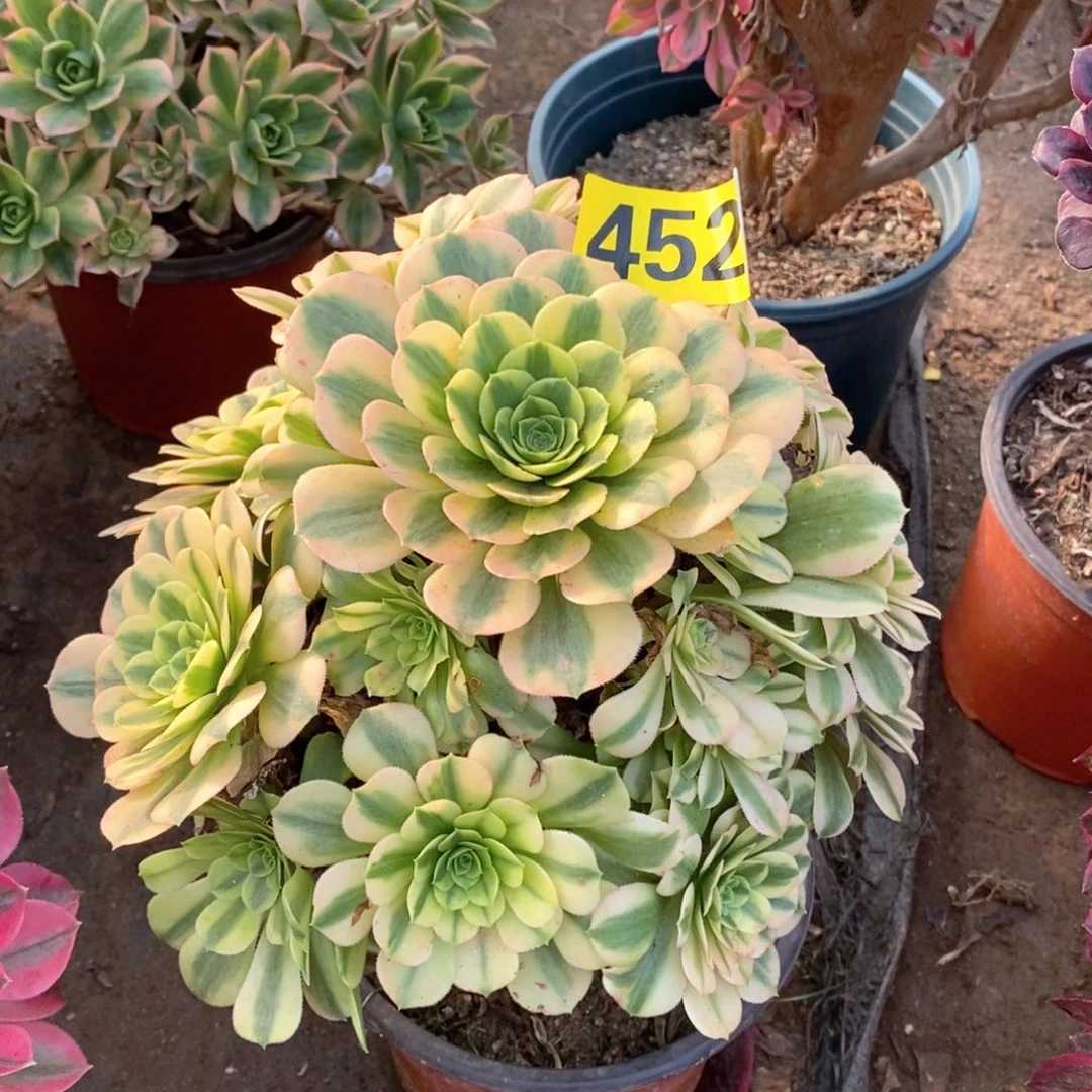 金丝翡翠多肉法师452