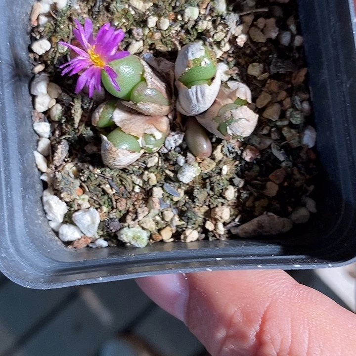 29393。   紫葡萄。