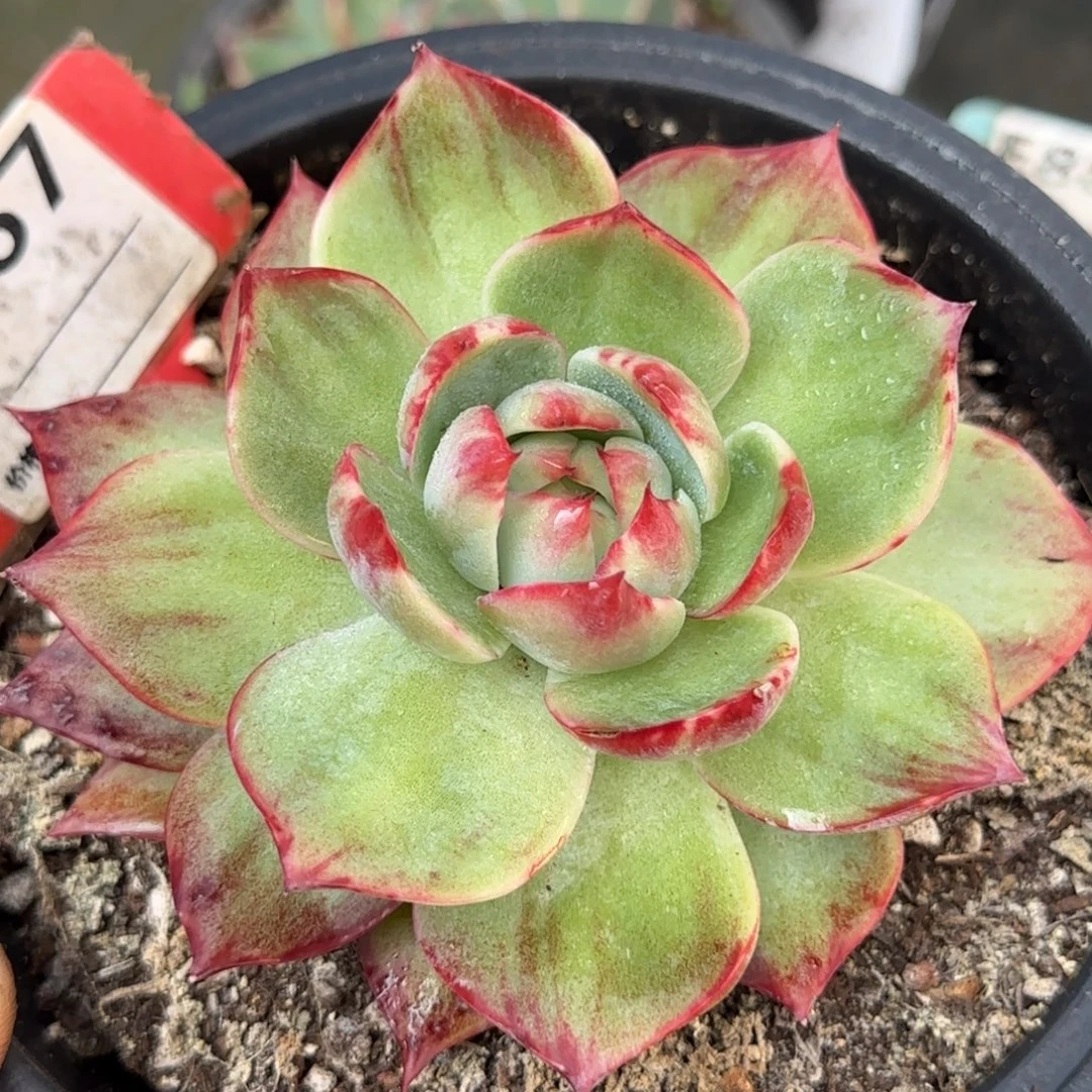 小***）贝壳拉丝惊鸿一物一拍包装收缩花旱667