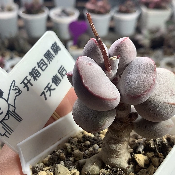 【红蛋桩子】多肉水泡