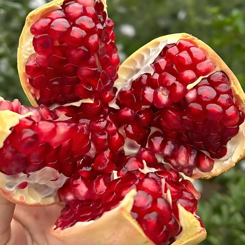 【高州妹推荐】四川会理突尼斯软籽石榴整箱新鲜甜石榴非无籽石榴