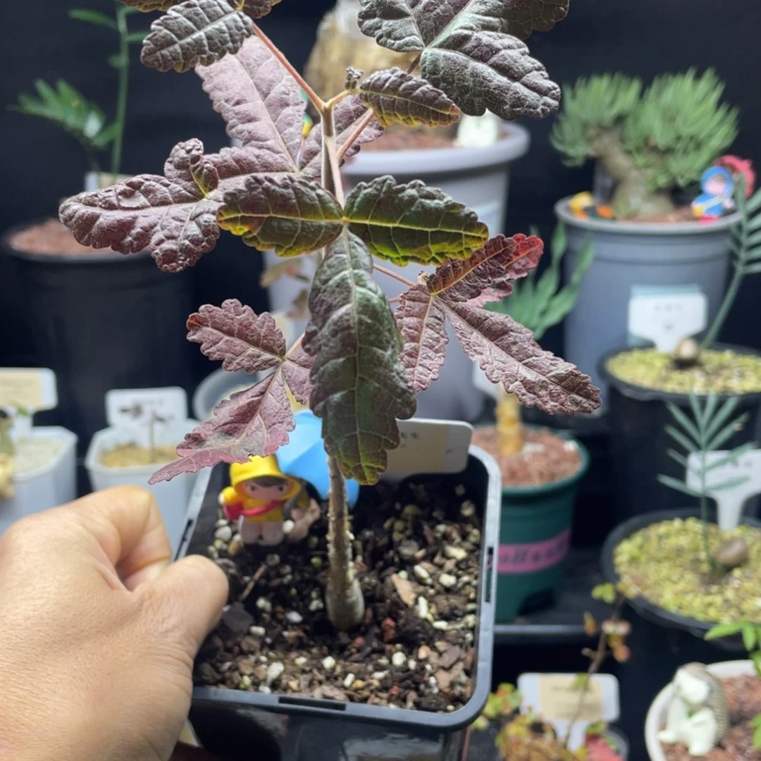 阿妹乳香大颗一物一拍带盆