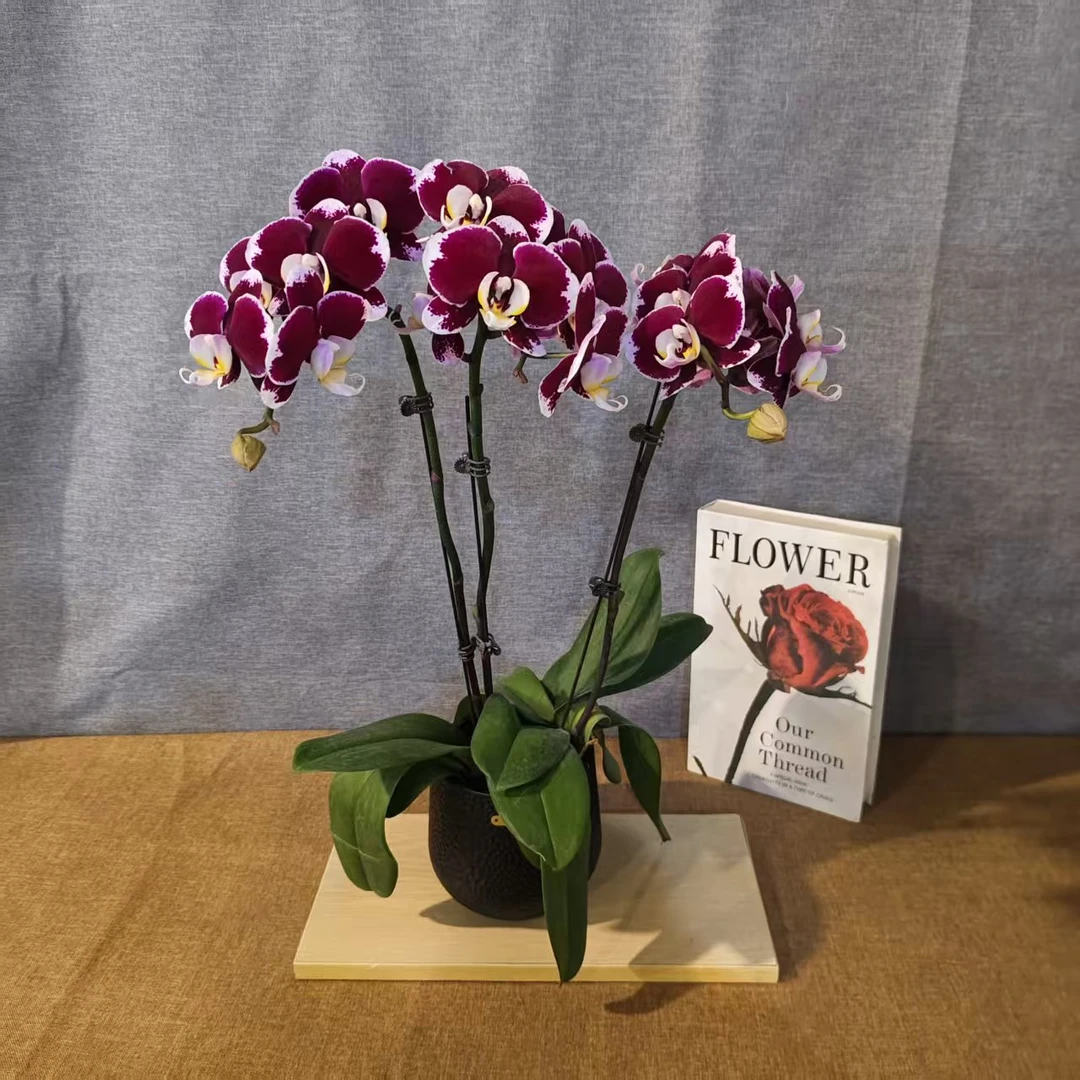 鲜花【黑珍珠】蝴蝶兰室内种植观赏送礼带花发货