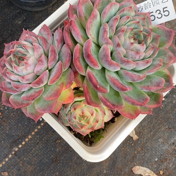 2535杂交老桩基地～14厘米