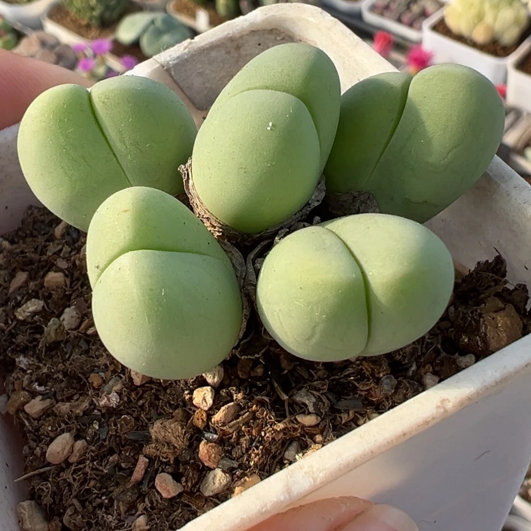 851多肉植物种类多样