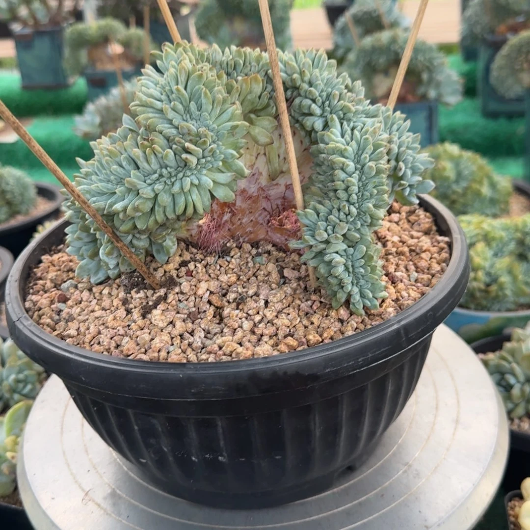 星影树缀无砍多肉