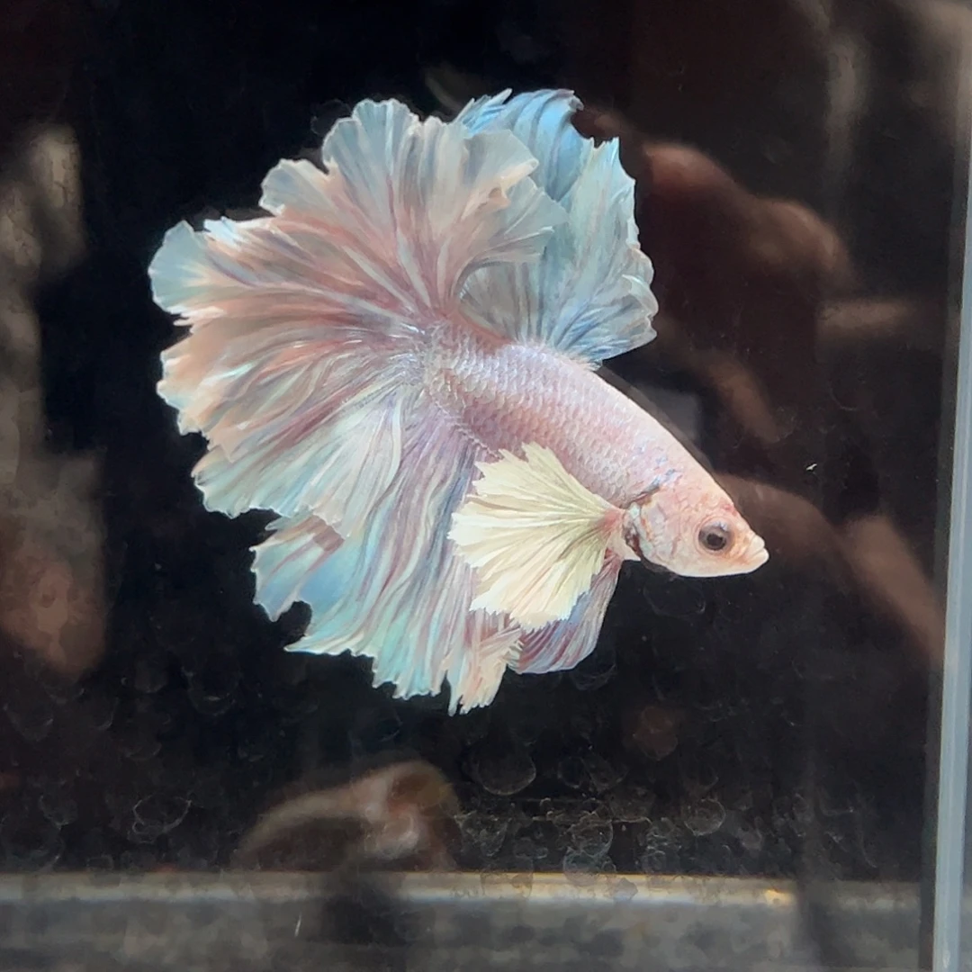 斗鱼24号灰紫色大耳根很特别