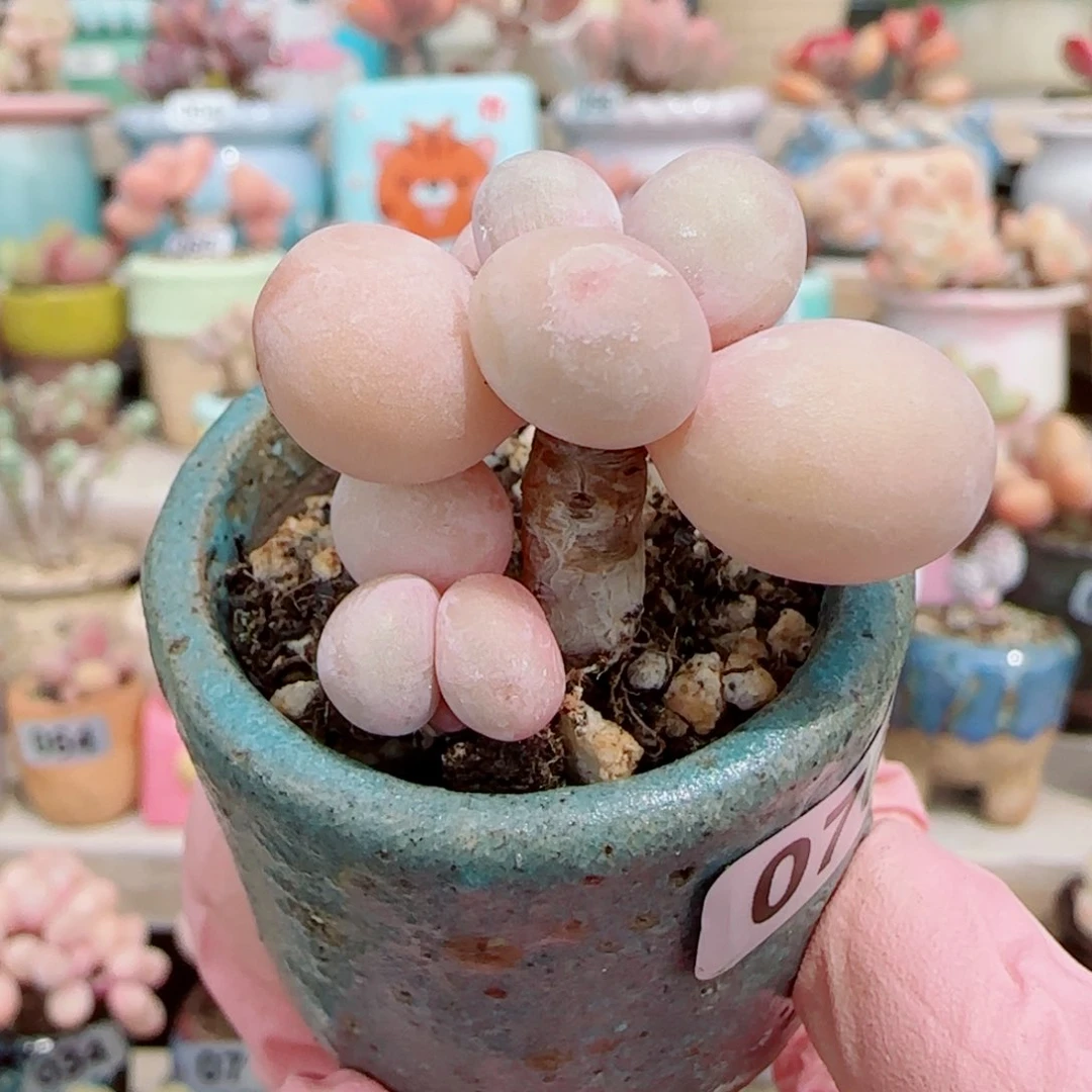 深****舞双头蛋黄奶 盆口3.5cm