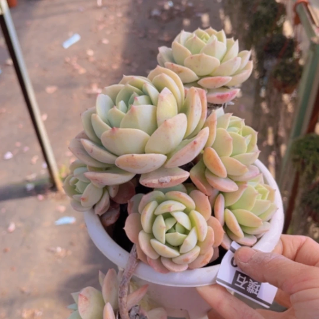 【闪购商品】恋曲08130