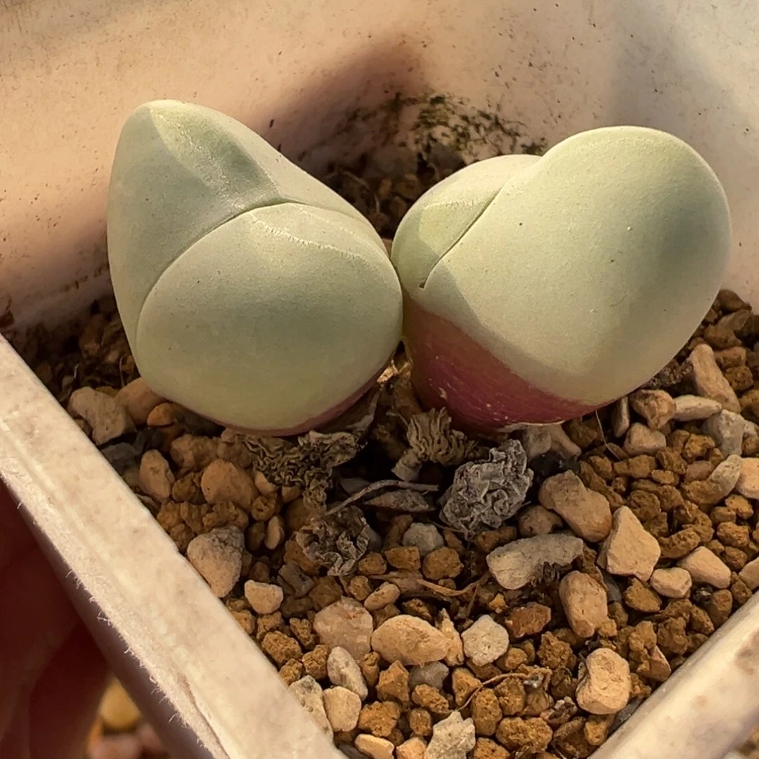 017多肉植物种类多样