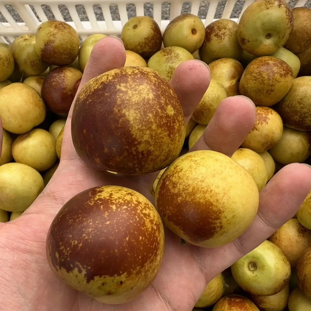 现摘现发沾化正宗产地直发脆甜多汁新鲜现摘现发新鲜大棚冬枣