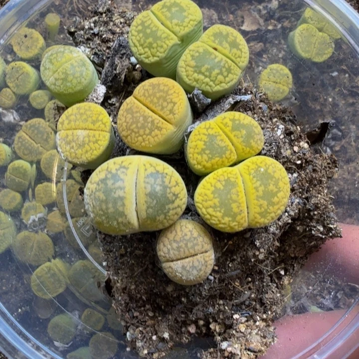 多肉植物的生长发育31
