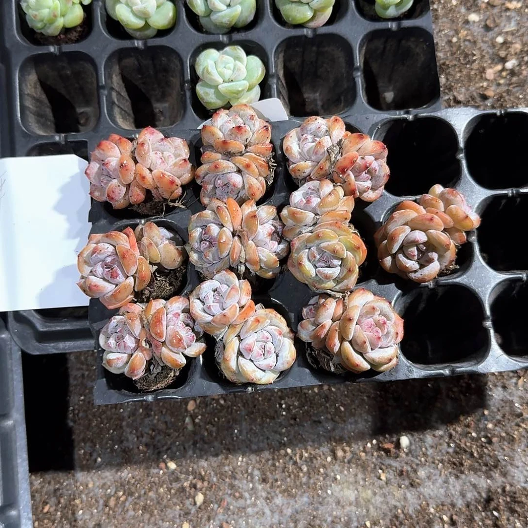 平一物一拍专拍链接