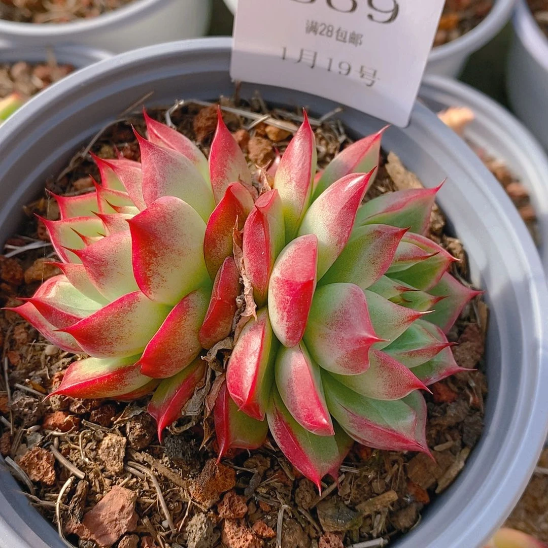 【闪购商品】云669