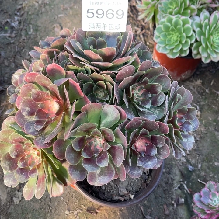 5969香妃的人多肉的