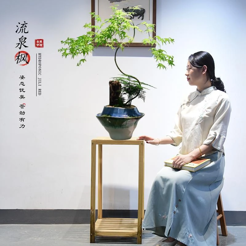 流泉枫盆栽室内绿植造型枫树好养网红客厅书房中式禅意植物送礼