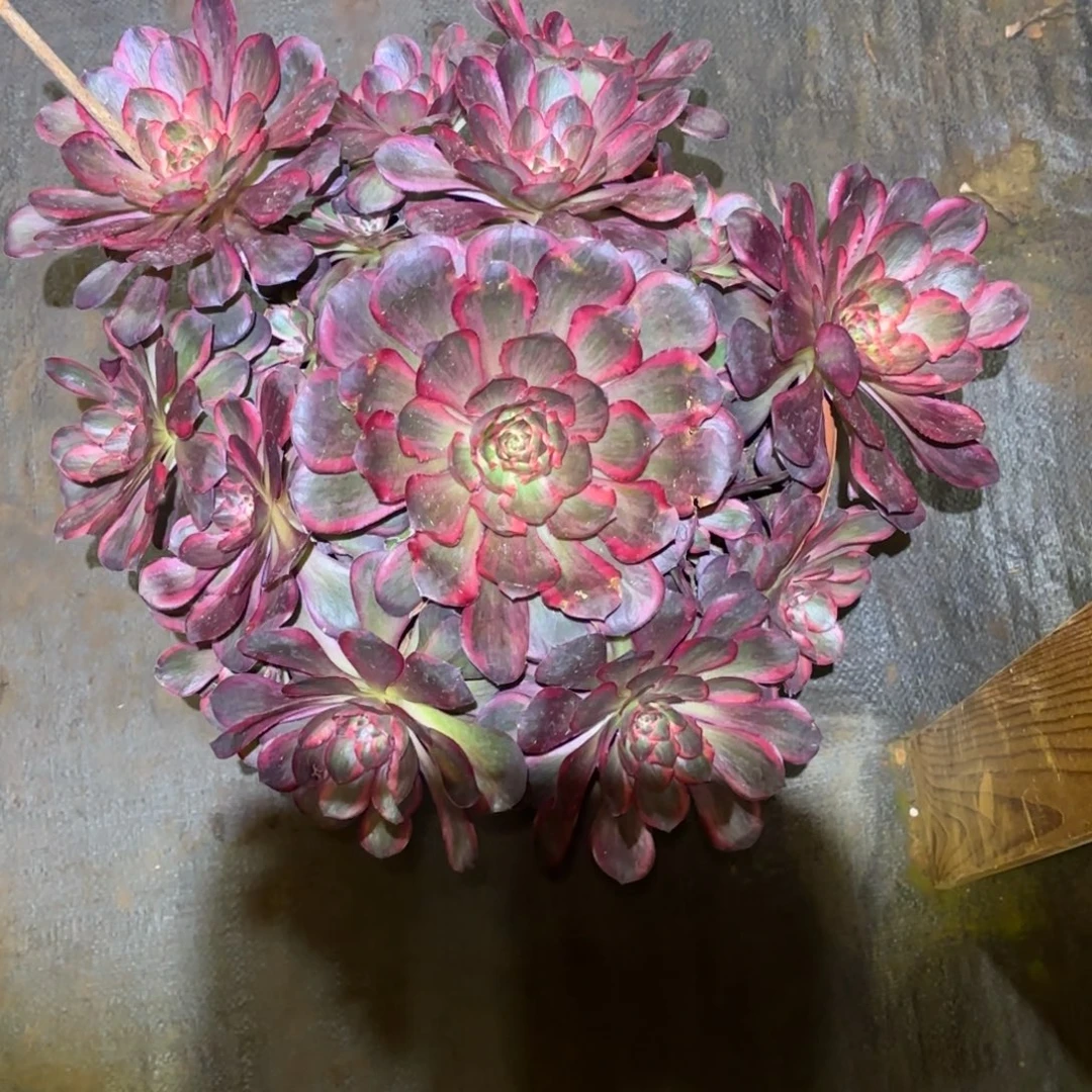 云南多肉植物纳福