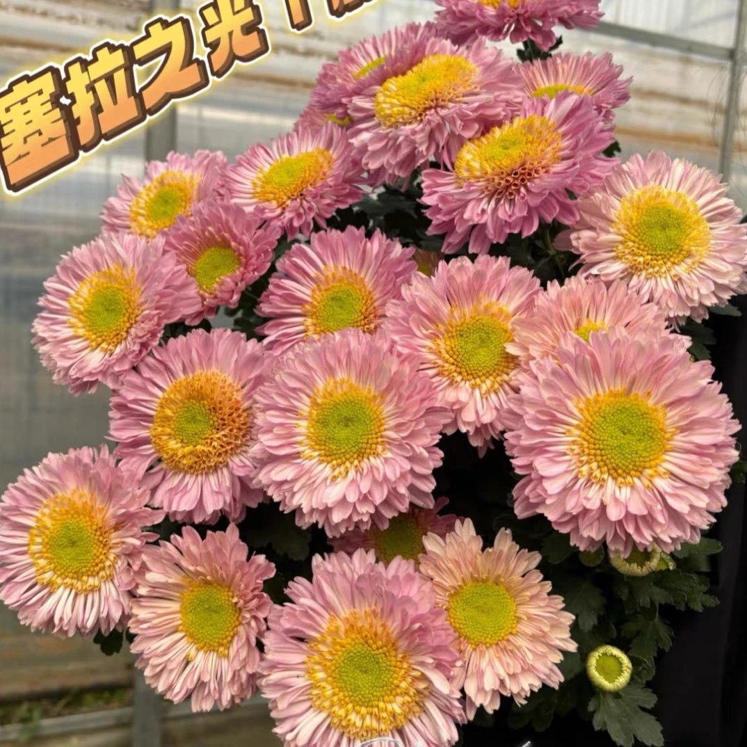 塞拉之光菊花盆栽多年生大花单头菊四季开花阳台庭院原盆原土发货