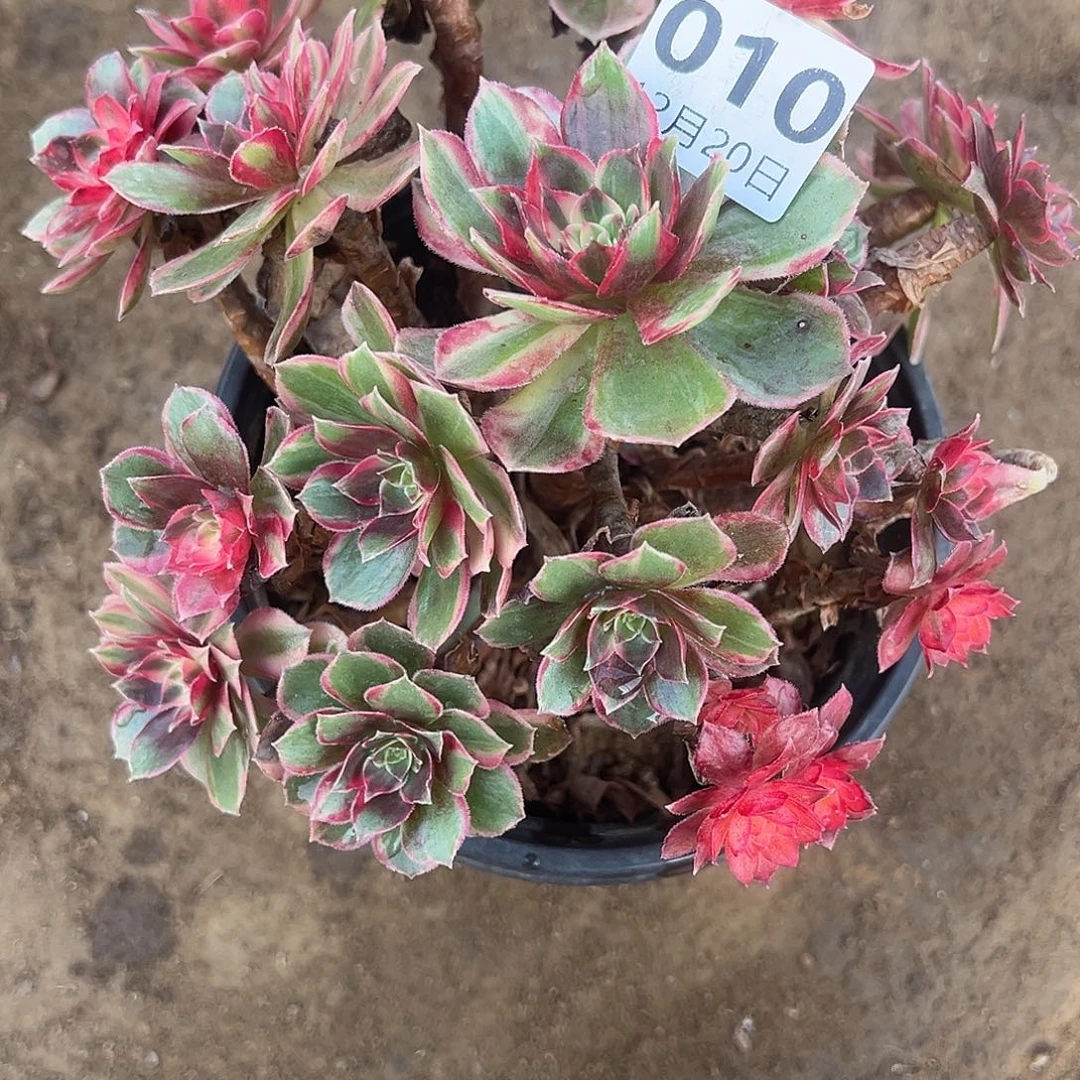 U***212.20-10黑魔锦多肉植物