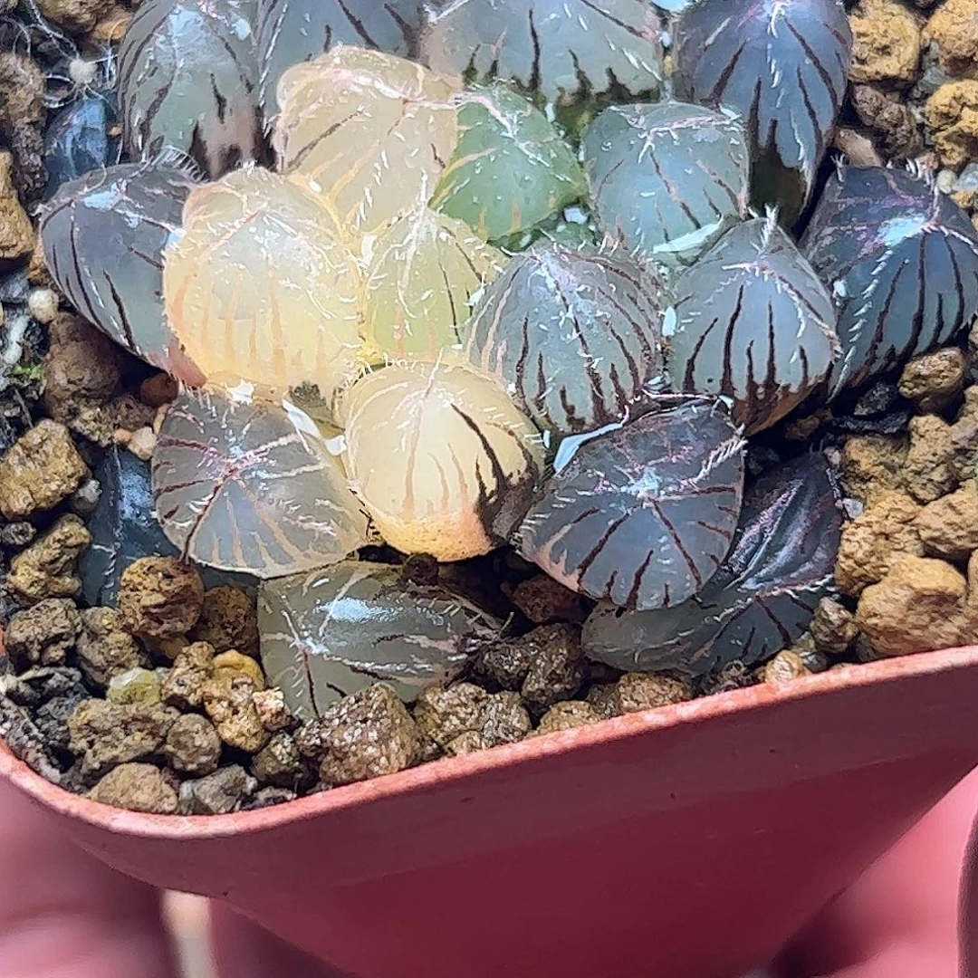 蓝镜锦十二卷多肉植物