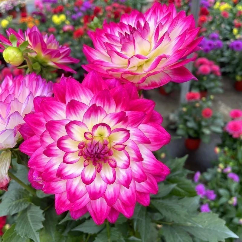 小丽花盆栽带花苞庭院阳台盆栽花四季开花耐养室内绿植植物旺宅