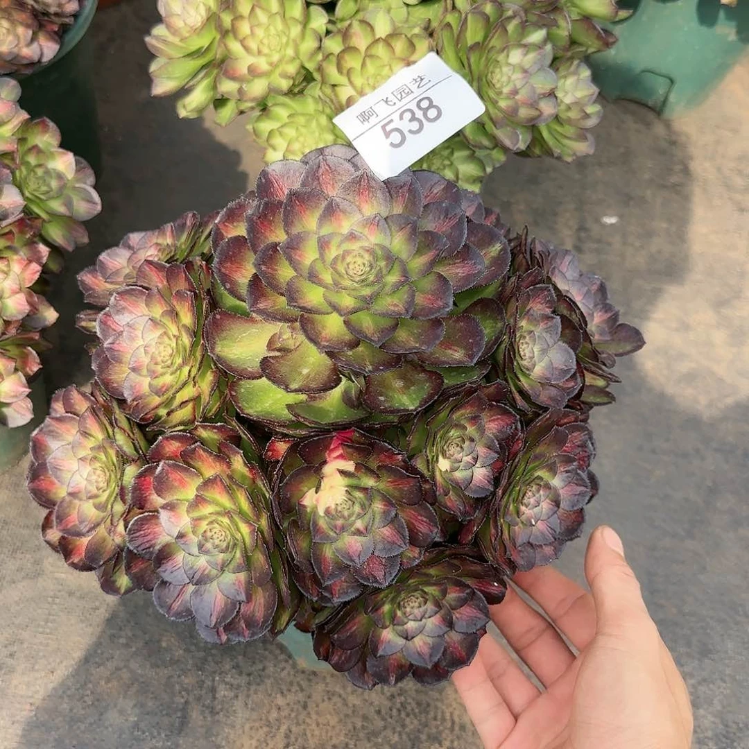 鑫**?538多肉 海王七彩寄养