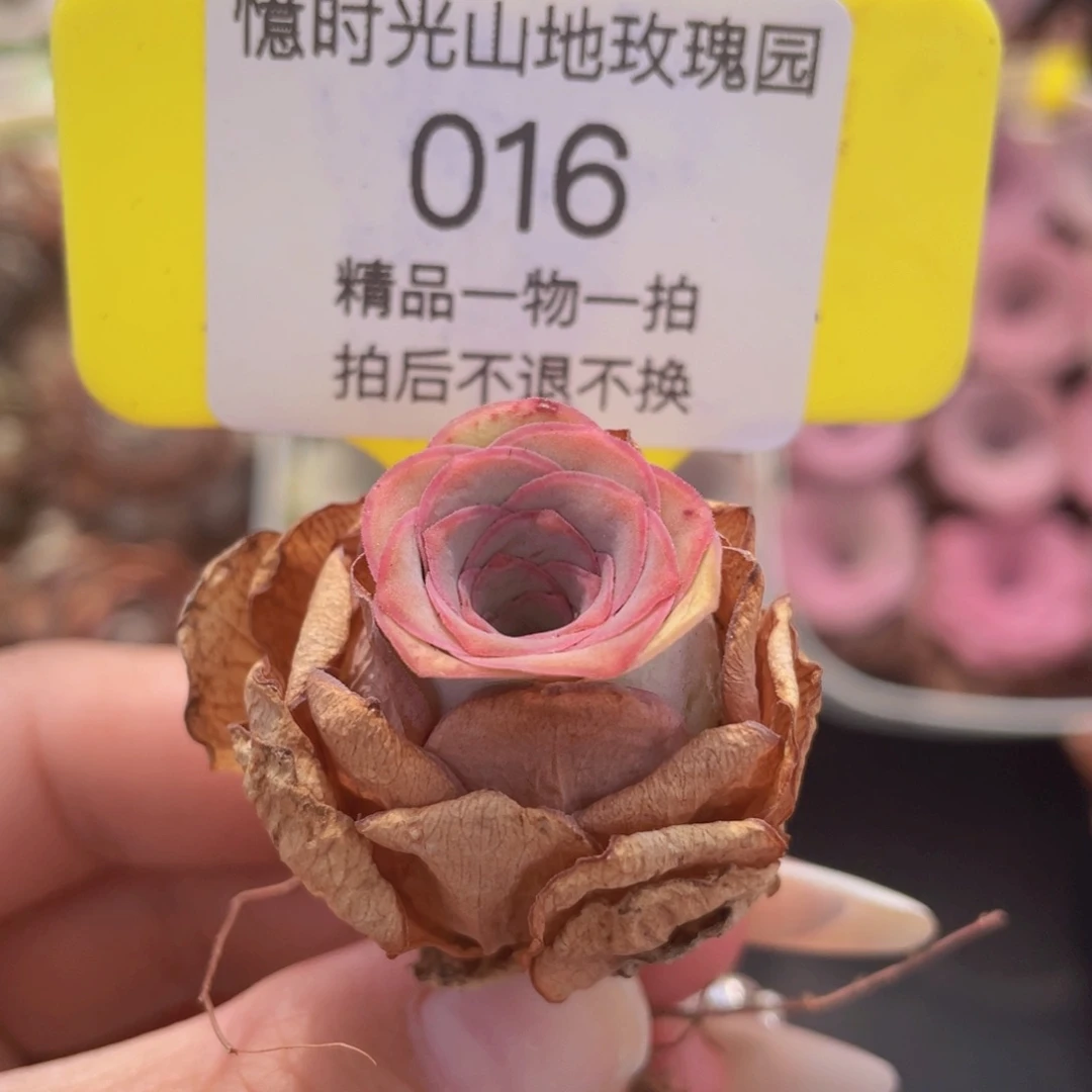 山地玫瑰016满38包邮裸根发货