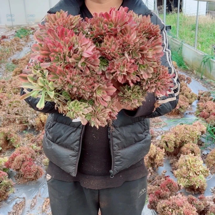 红袖醉话37号多肉法师