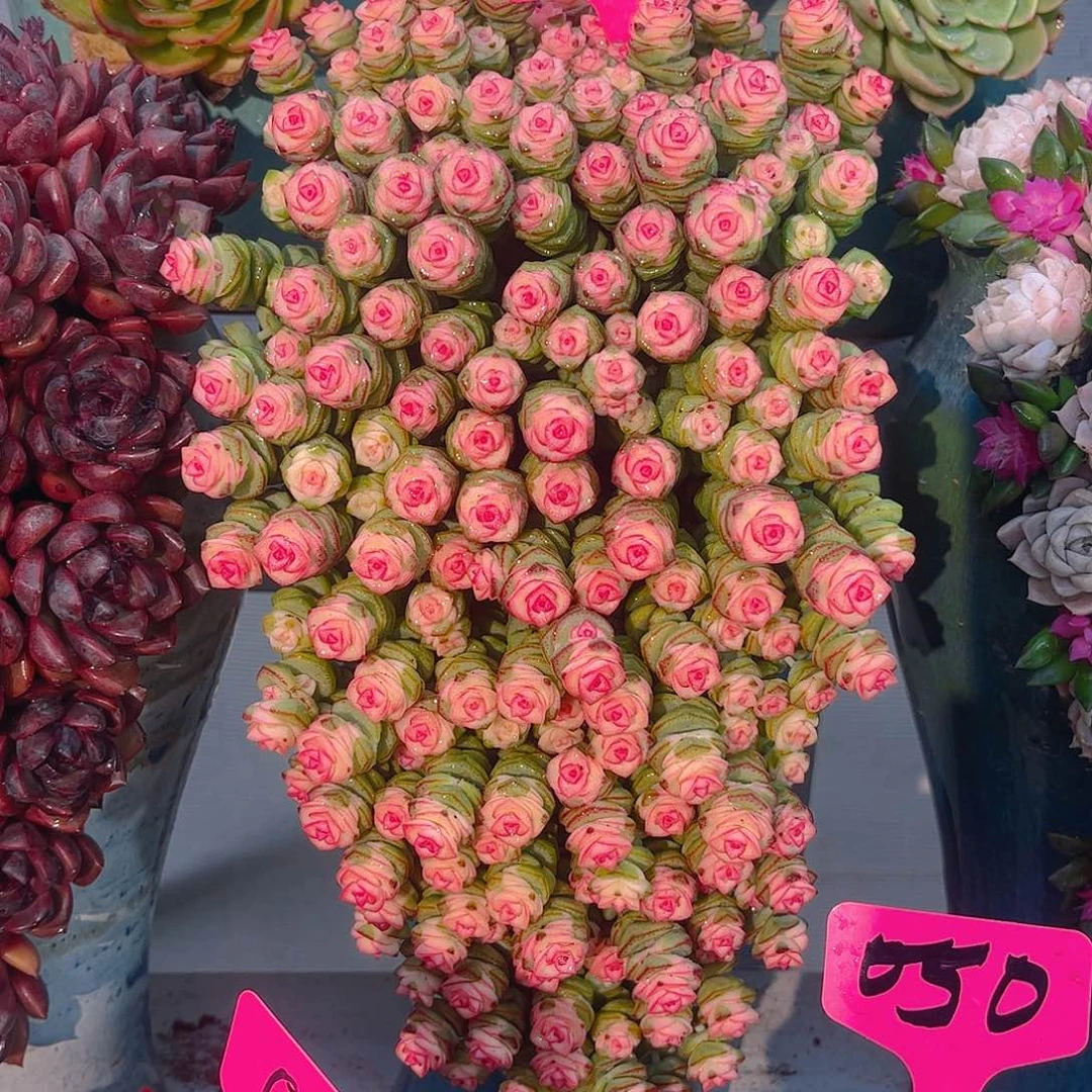 若*?前程似锦多肉植物