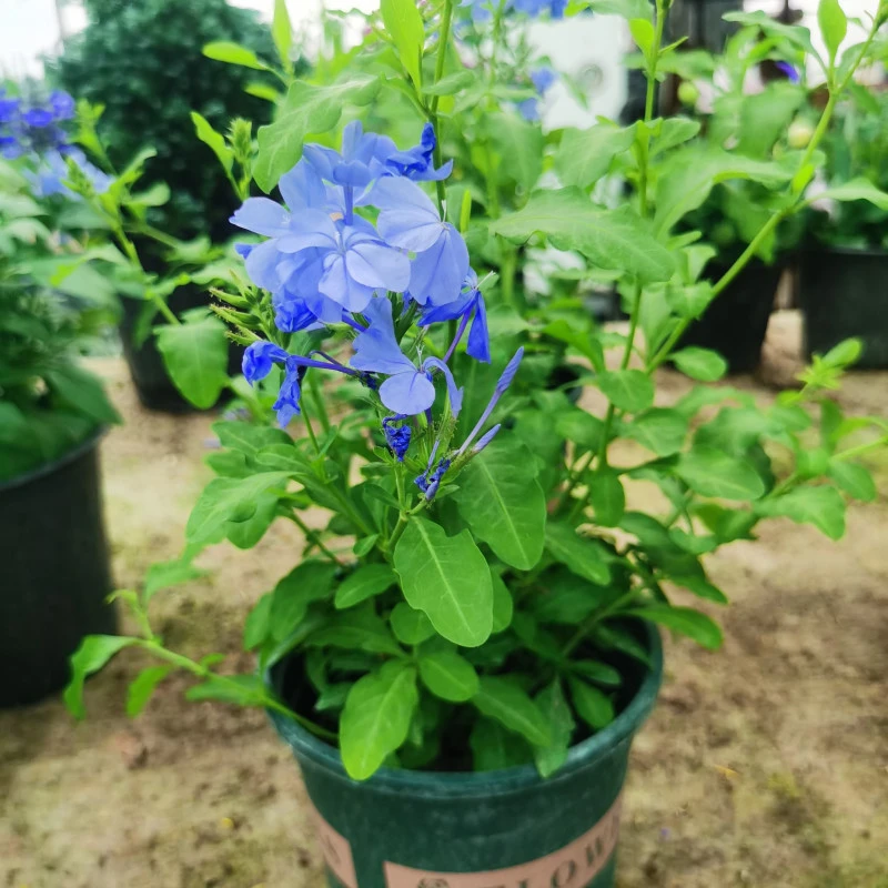 蓝雪花加仑盆栽室内花卉植物好养