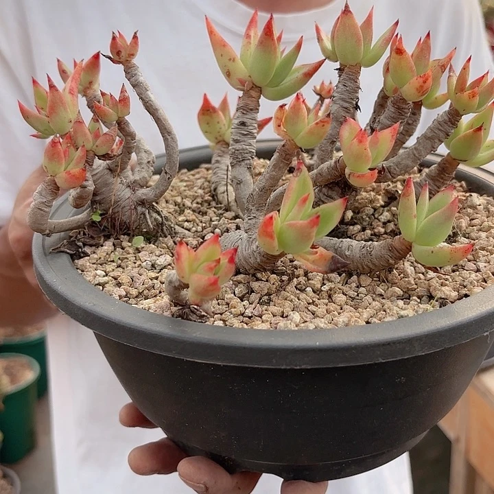 痴心冬云老桩精品