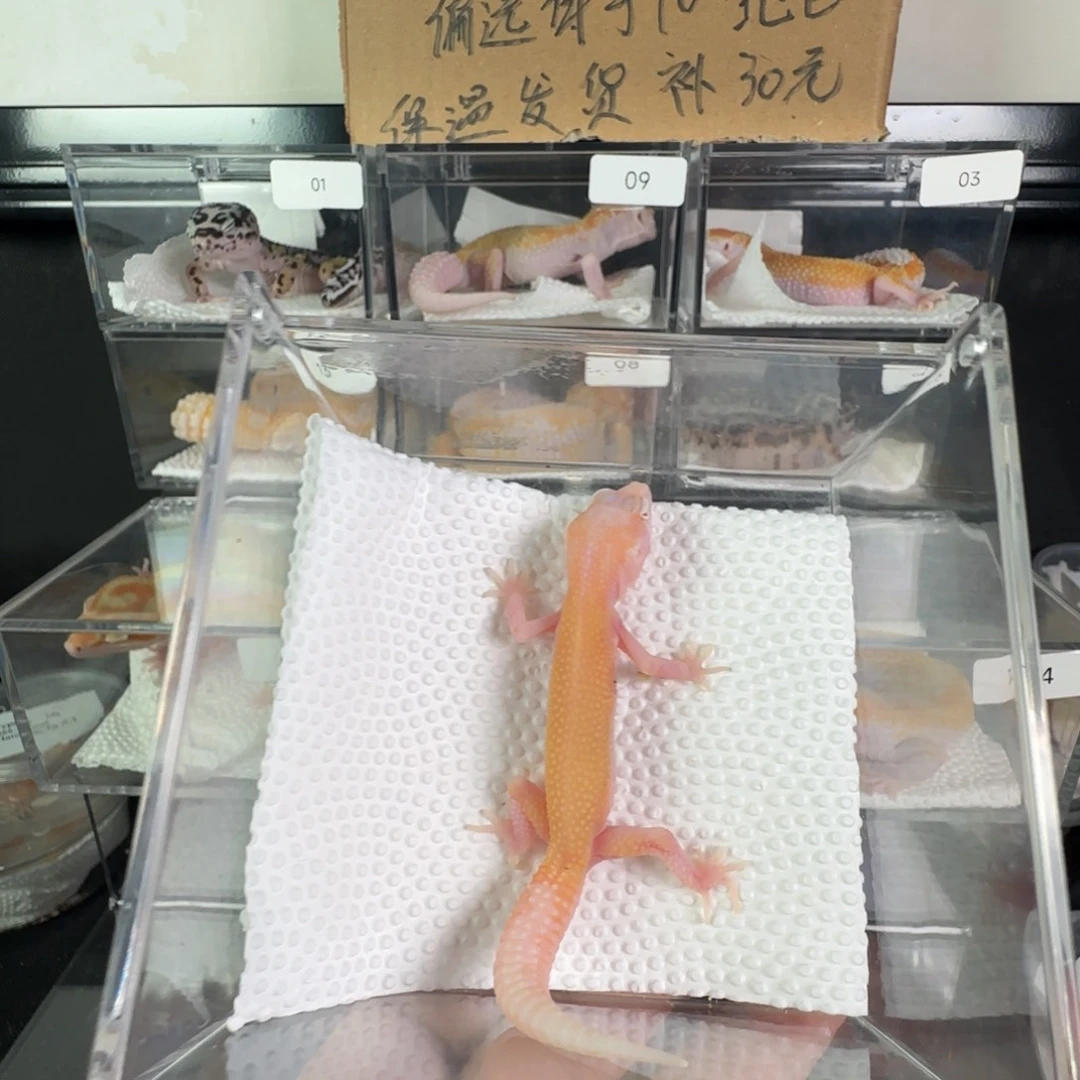 豹纹守宫无纹红眼暴龙弟弟