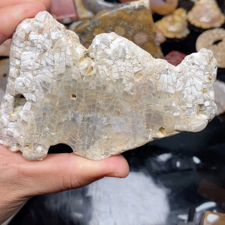 硅化珊瑚（珊瑚玉）手镯未镶嵌