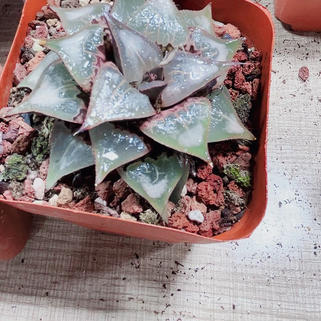 沫***笙酒吞大童子多肉植物