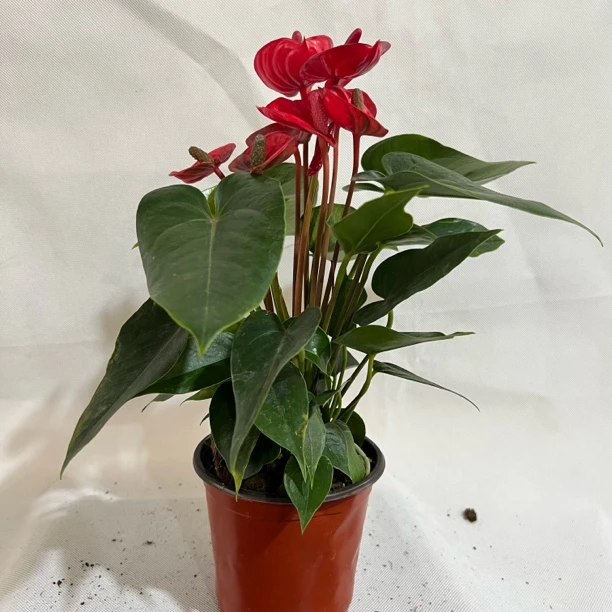 【红掌小娇-120土培杯】鸿运当头四季开花5-7朵花原土白盆发货