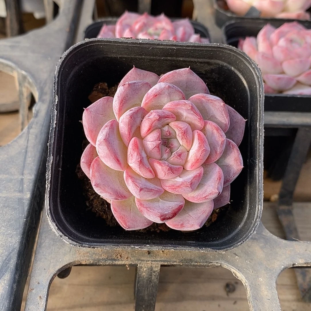 金汇园艺，紫罗兰