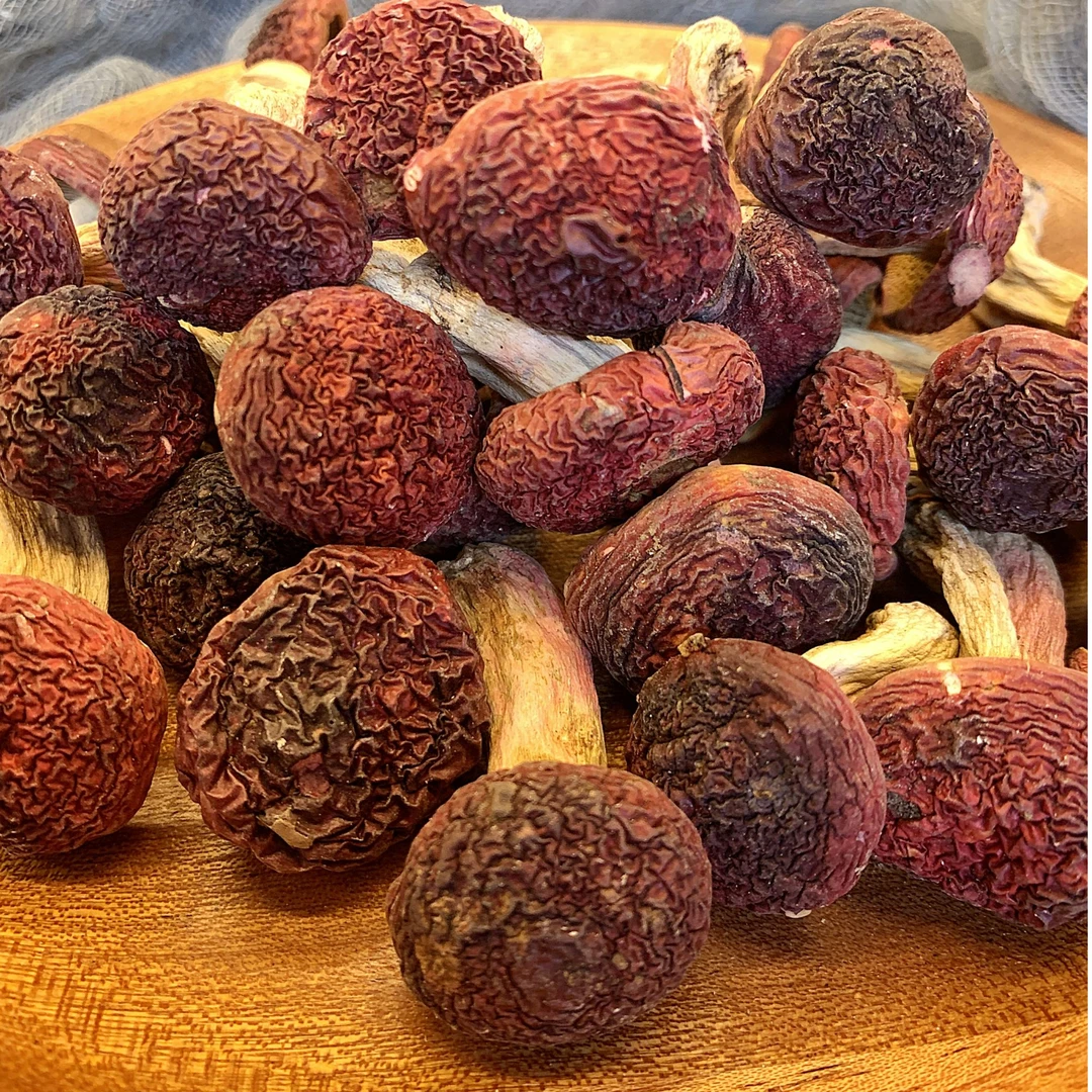 福建三明红菇大标菇月子菇汤头鲜美炖煮清香当季新菇