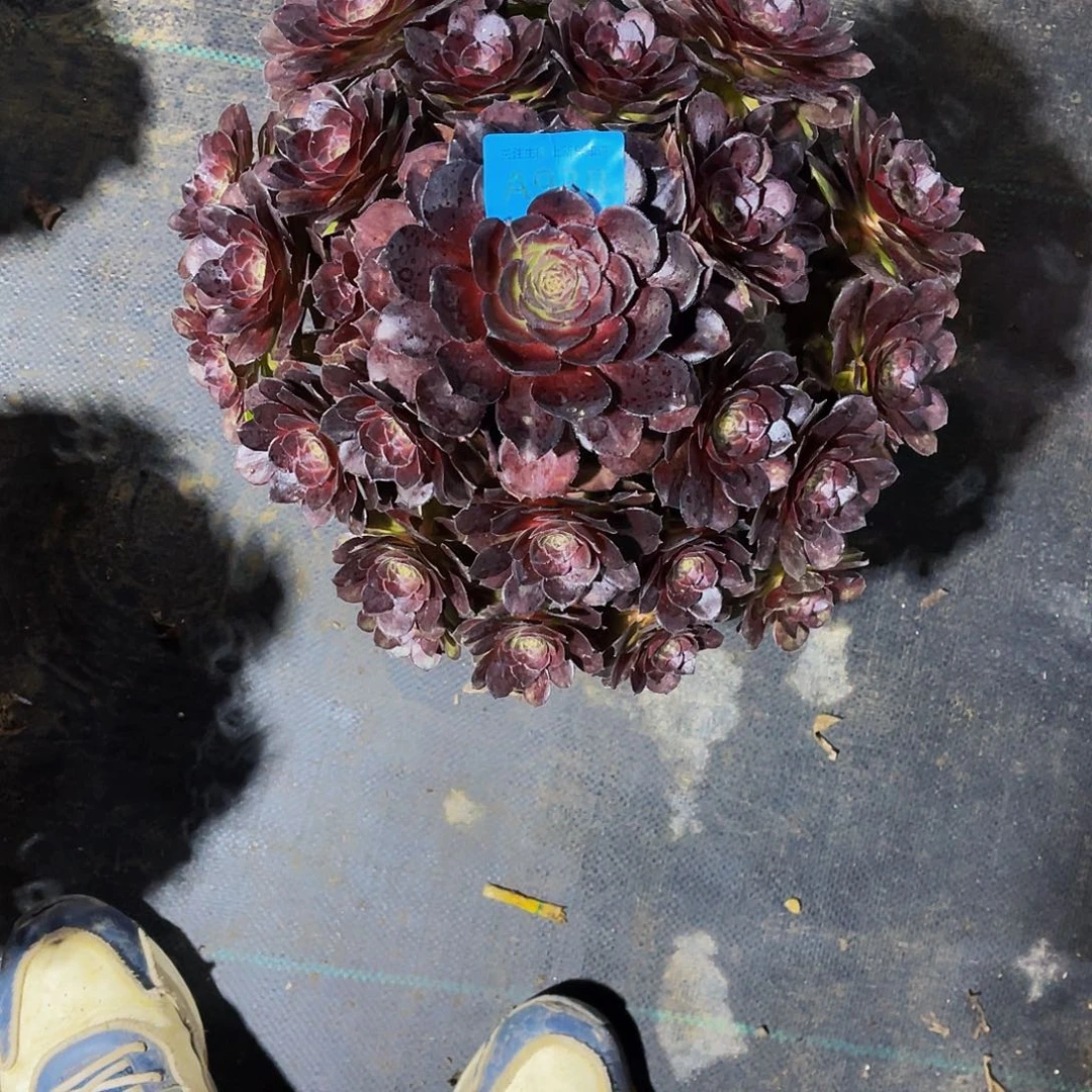 多肉黑美人脱土938