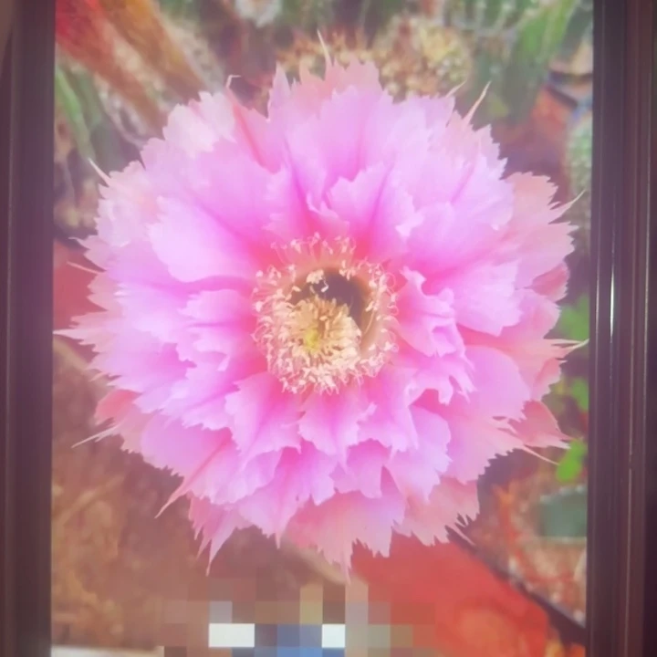 羽毛锦侧芽4公分左右