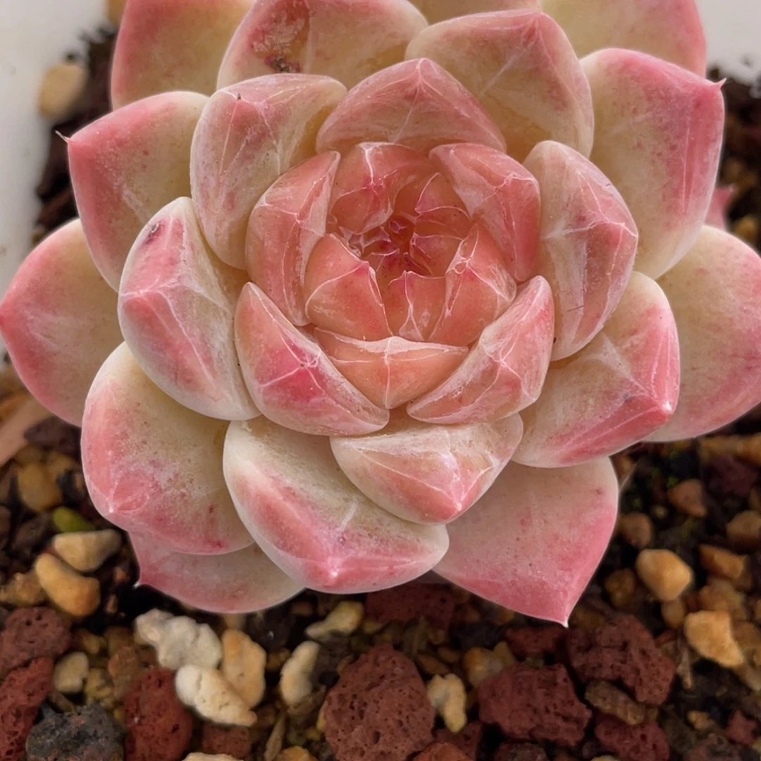 糖心冰魄单头6公分满35包邮